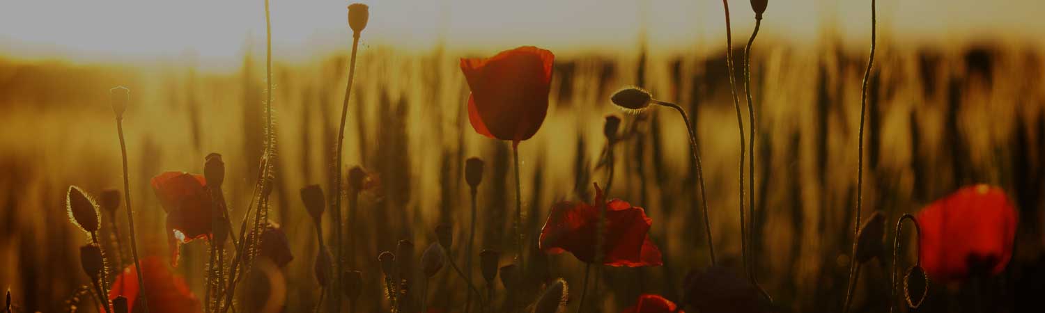Shadow Healing Coach Certification Online India